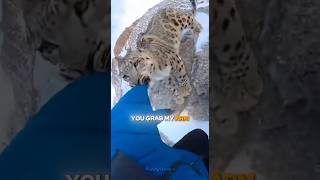 Snow Leopard Attacked Me on Cliff - She Was Protecting Her Cubs 🐆😱#shorts