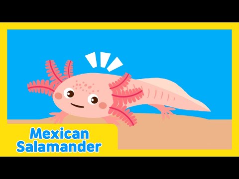 The Underwater Talent Show🐠| Mexican Salamander | Kids Educational Video | Learn With Lotty Friends