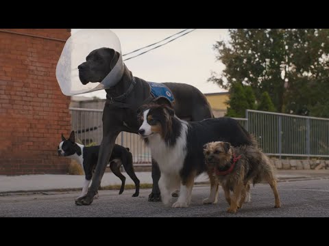 Vida perra – Trailer español