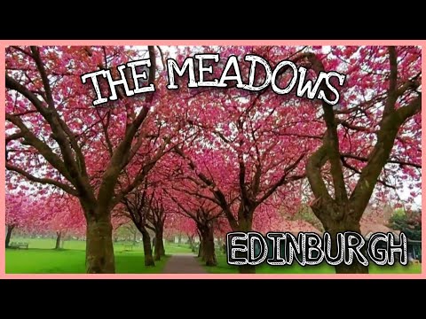 Lovely CHERRY BLOSSOMS at the MEADOWS in EDINBURGH