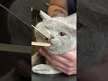 Grey Cat Going To A Vet ‍ Cuteanimals Cutecats Cutepets Greycat Catlover