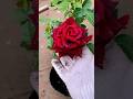 Beautiful Rose Plant Rose English Rose Hybrid Rose Plant Flowers Rose Gardening