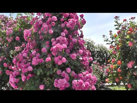 小低木のバラ「ラベンダードリーム」 植物