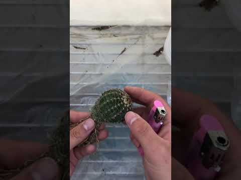 サボテンが刺す!しかし、彼らのとげや刺し傷は何のためにあるのでしょうか?