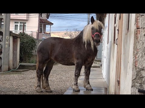 Caii domnului Doru Dragan de la Floresti, Cluj - 2021 Nou!!!