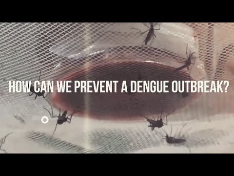 How can we prevent a dengue outbreak?