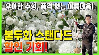 우아한 수형, 품격 있는 아름다움! 불두화 스탠다드 할인 기회!