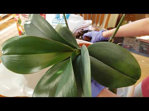 Repotting My Gigantic Phalenopsis, Tips on Preparing Bark