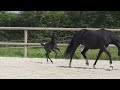 Pouliche kwpn dressage