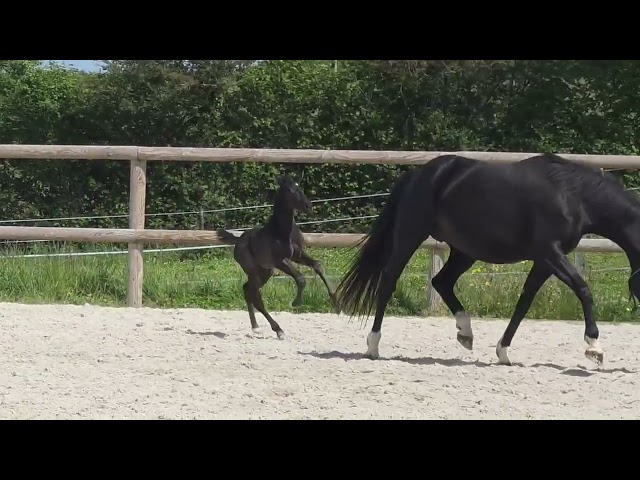 Pouliche kwpn dressage 