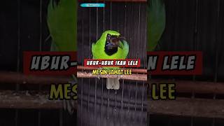 Download lagu cucak ijo bongkar isian mesin jahit #cucakijo #cucakijoemmositinggi #cucakijobongkarisian mp3