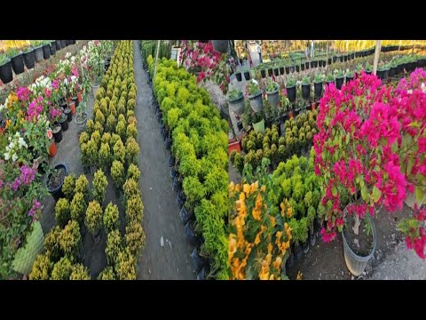 Udalguri Tulika Nursery/Beautiful Flower Garden 🌹🌸🌷/Pabita Boro🙏🙏