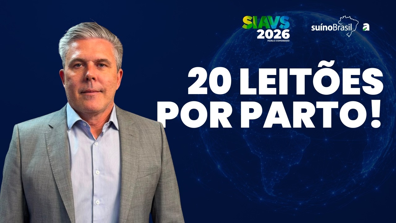 A revolução da genética suína: 20+ leitões por parto e a liderança do brasil no setor
