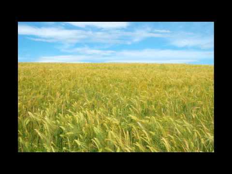 Lanul cu liniște - recită Nelu Rădoi - interpret Vili Dulă