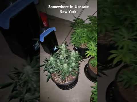 Flowering Time #bigbud #marshydro #grow #weedgrow #legalhaze #purplehaze