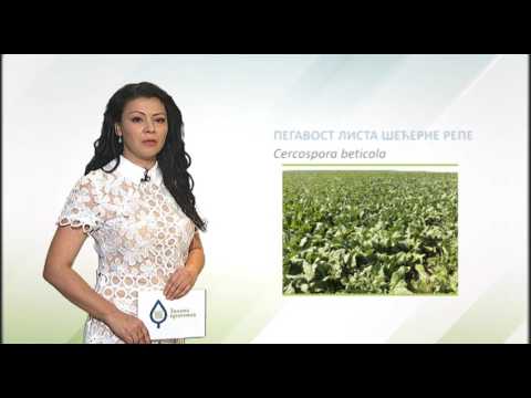 Zelena prognoza, 14.6.2017. - O stanju u usevima šećerne repe