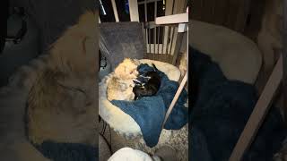 Video preview image #1 Chihuahua Puppy For Sale in Westmont, IL, USA