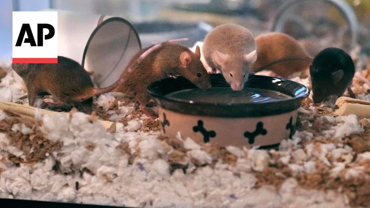 YouTube video preview