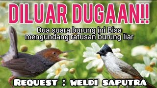 Download lagu Suara Pikat Burung Kecil Kombinasi Prenjak Starter Ribut Dan Crecetan Kutilang Ribut mp3