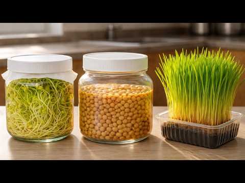 🌿How to Make the Best Sprouts with the Seeds We Have at Home