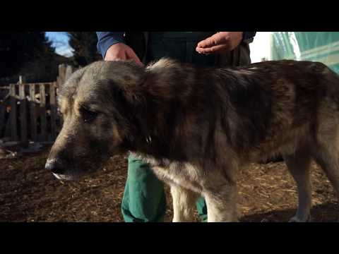 Autohtone vrste Srbije ep. 45 02.01.2019. NAJAVA