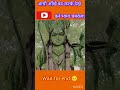 Jai Shree Ram Shreevishnu Motivation Youtubeshorts Loardvishnu Vishnu Shortsvideo