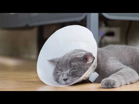 Elanco Animal Health - Customer Success Story