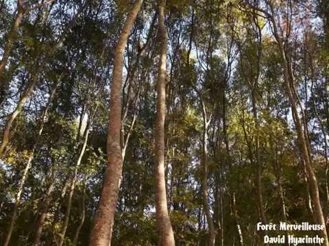 David Hyacinthe - Forêt Merveilleuse