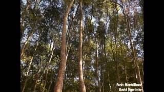 David Hyacinthe - Forêt Merveilleuse