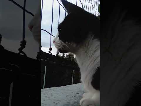 Come and watch Thames River with me 😼😺