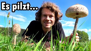 Wunderschöne Pilze sammeln - Der Herbst 2022 tischt auf