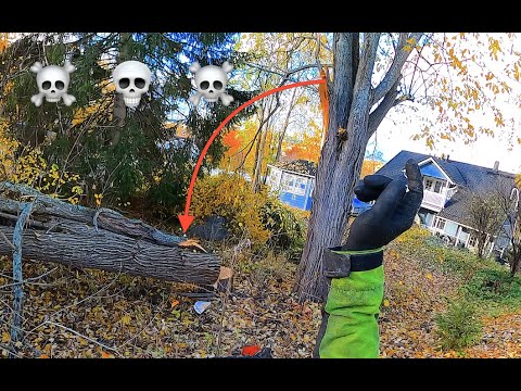 Nyt oli hengenlähtö lähellä😮‍💨. Fatal tree removal, I almost died. @Akujelppi