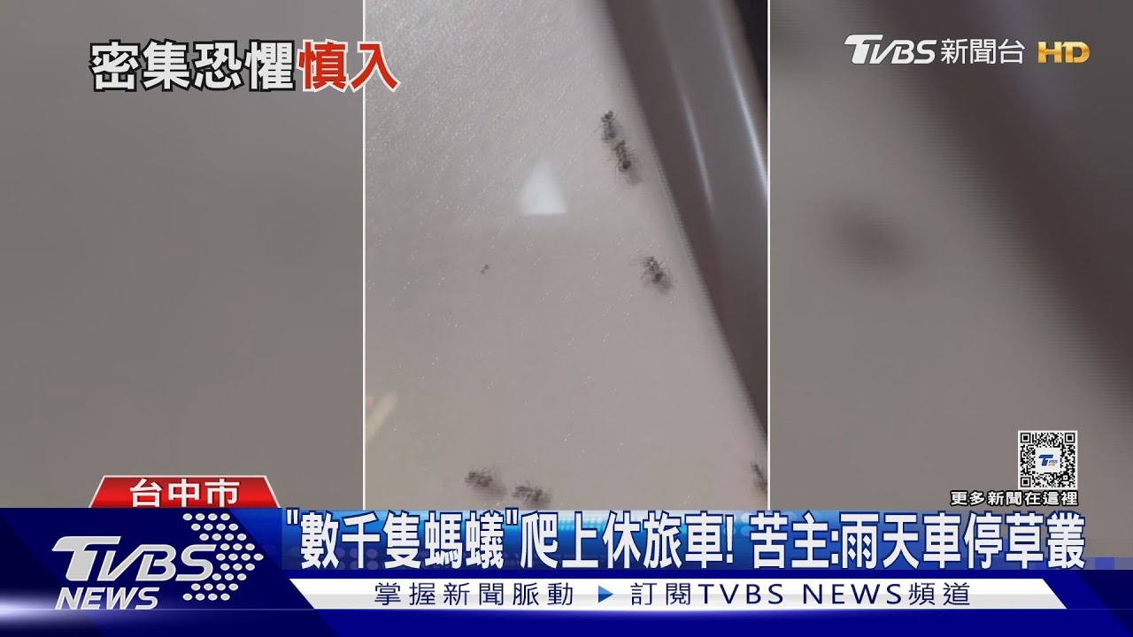 「數千隻螞蟻」爬上休旅車！　苦主現身：雨天車停草叢