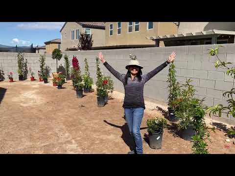 image-Do it yourself desert landscaping?Do it yourself desert landscaping?