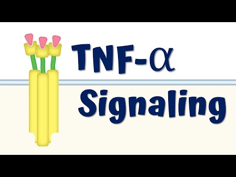 TNF-α Signaling || 4K Animation