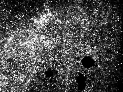 Nigrum Mortem - Genoid (OFFICIAL VIDEO)