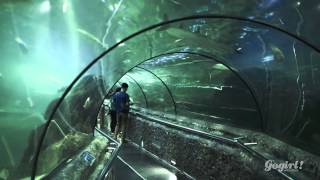 Download lagu Jalan-jalan yuk ke bawah laut Sea World! mp3 Download lagu Jalan-jalan yuk ke bawah laut Sea World! mp3