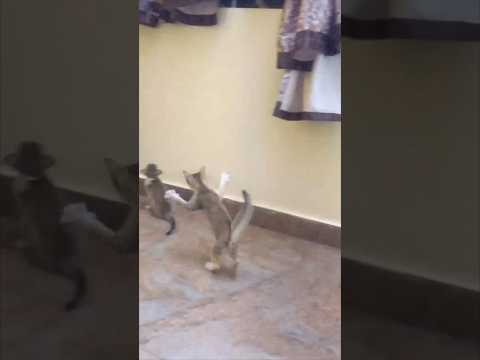 💐🌷🌺🏵️|| 🥰😻 || 🍁🌹🌺