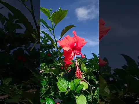 Municipio de Concepcion Santa cruz Bolivia