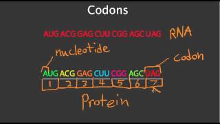 RNA - Translation