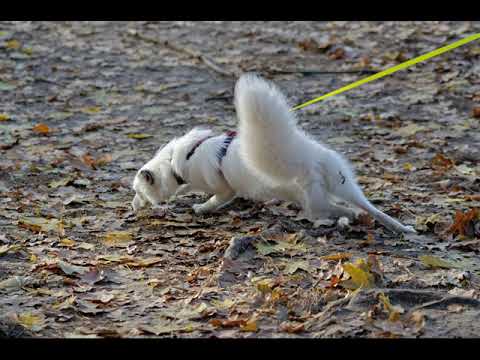 Leinenführigkeit - so geht´s