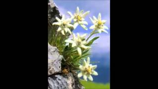 Tindersticks@Lhasa de Sela   Sometimes it hurts