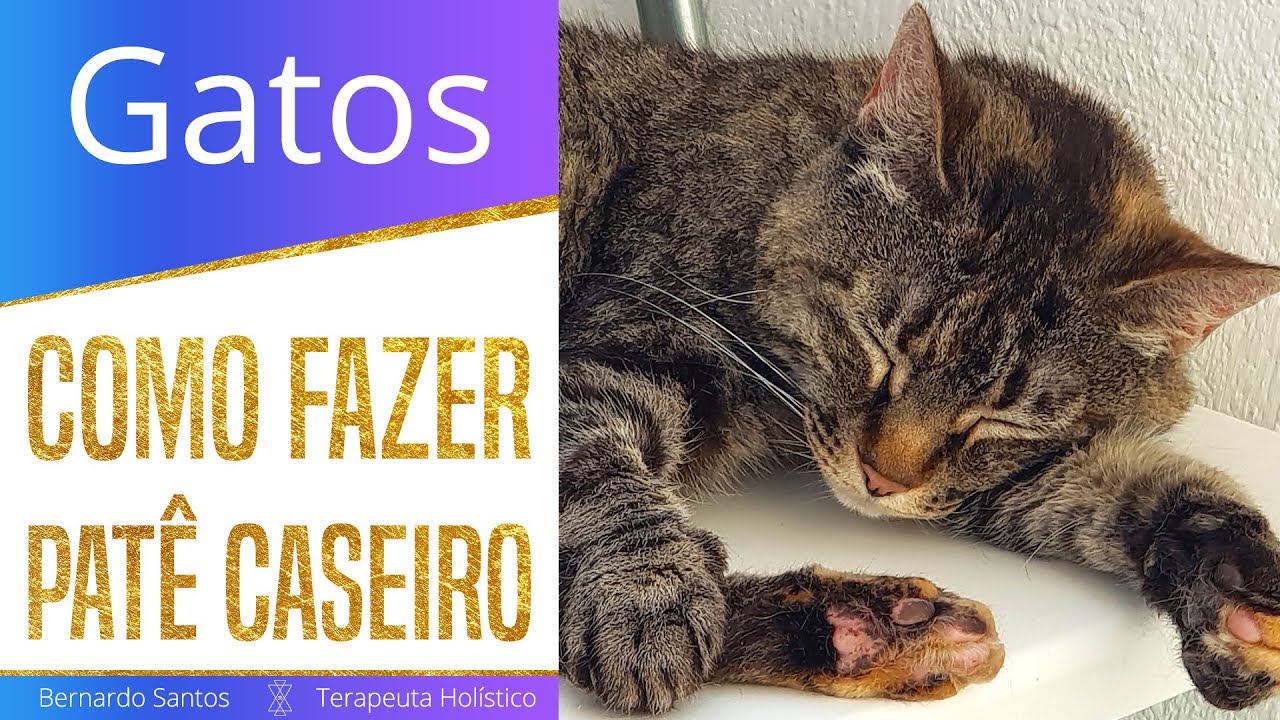 Como fazer Patê Caseiro para Gatos | Adequado para os Rins, Trata a Diarreia e Desidratação