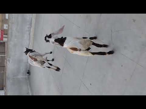 goat and baby playing #animals #fun #goat #baby #goatlove #cute #enjoy #abdulraheem #cutebaby #short