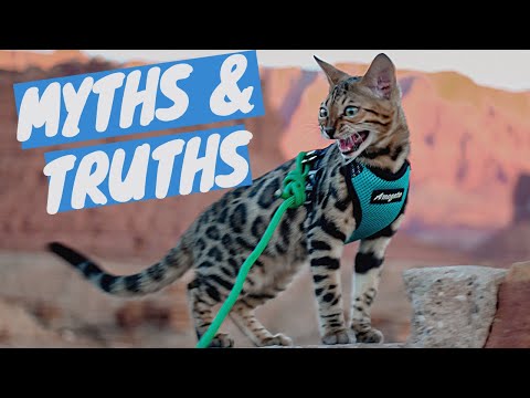 BENGAL CAT myths VS facts - After having a Bengal Kitten for 4 months