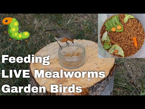 YouTube video about: How many worms does a bird eat a day?