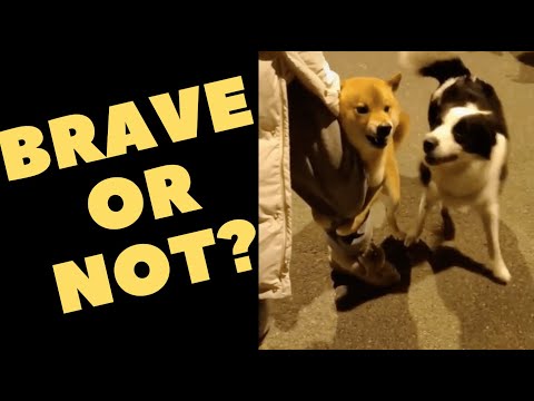 Tiktok Video: A 'Brave' Dog Takes On His Enemies