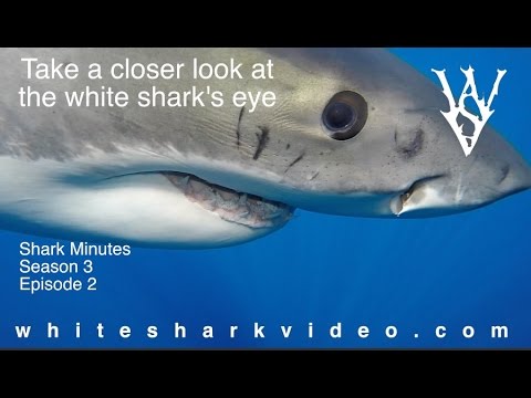 A Closer Look at the White Shark's Eye: Shark Minutes