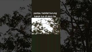 Download lagu burung kakak tua di alam liar mp3
