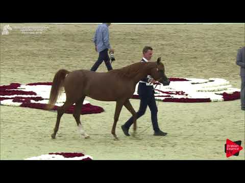 156 HADI AL HAWAJER Sharjah International 2018